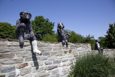 A & E Monkey (with a bad leg)